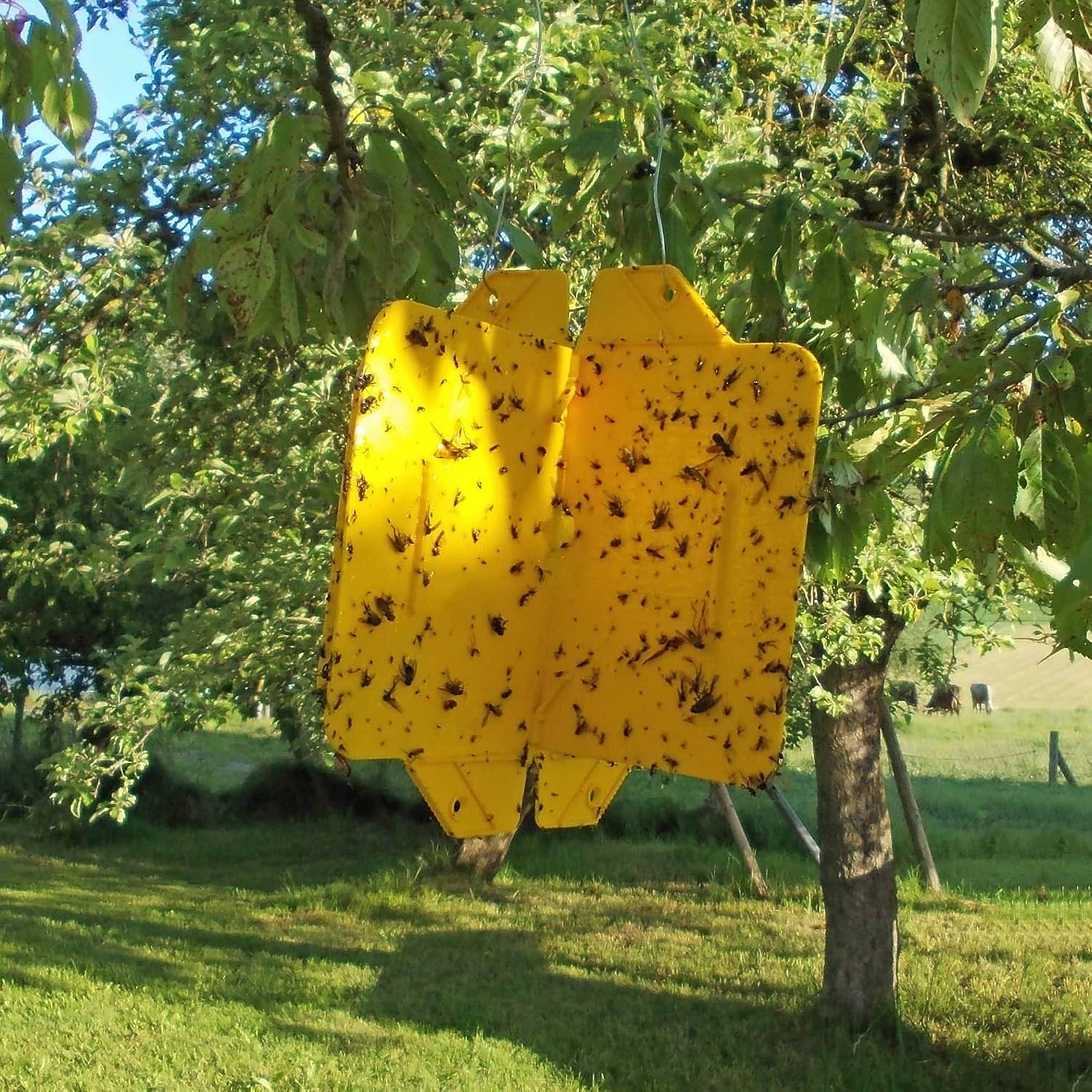 Žute križne lovke Rebell Amarillo - Slika 3
