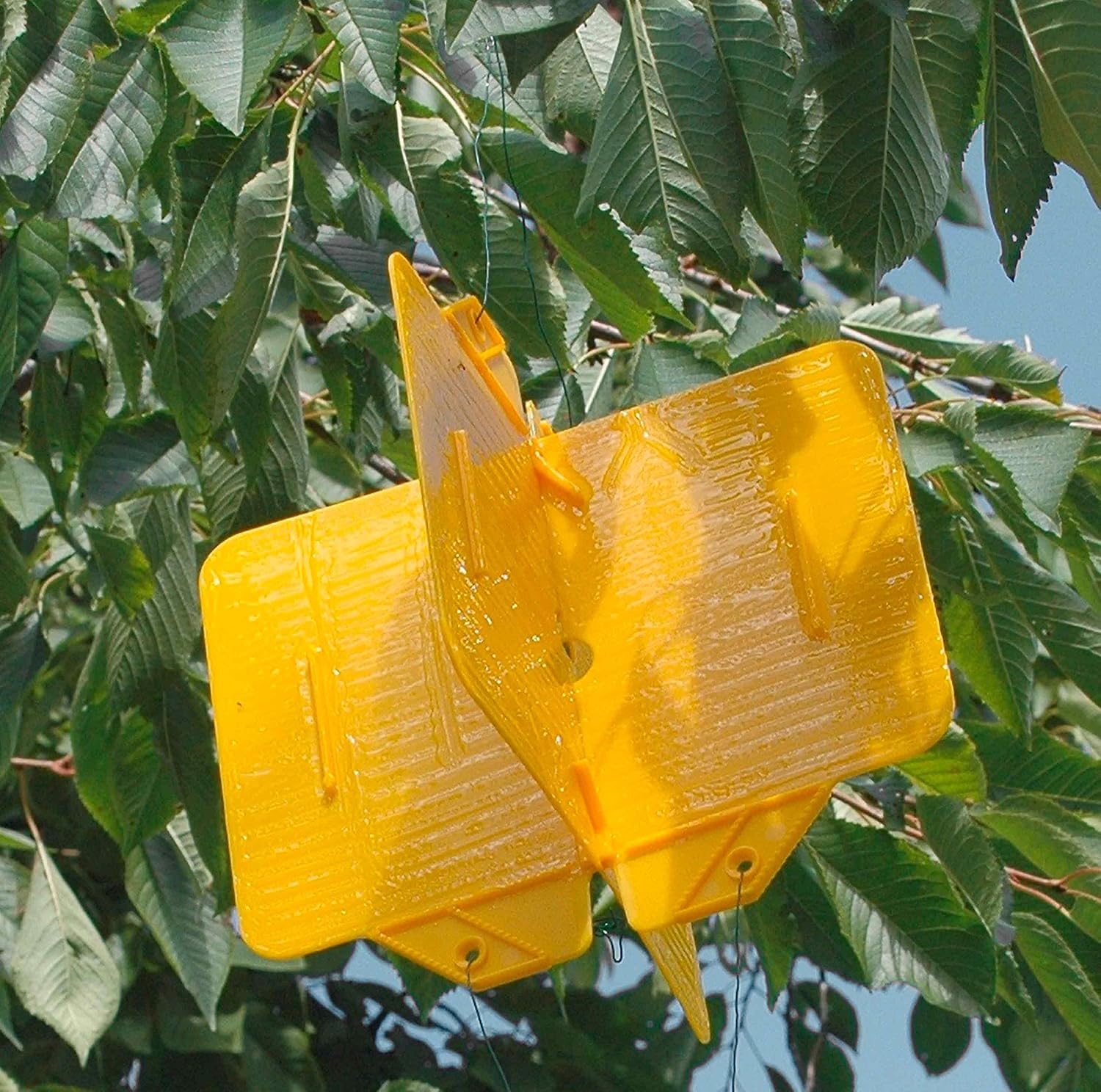 Žute križne lovke Rebell Amarillo