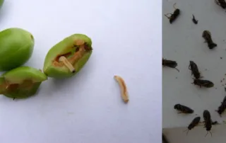 Zaštita šljivina osica