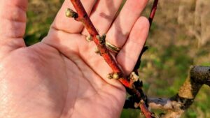 Foto: vlastita arhiva